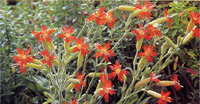 \"p17silene.web.jpg\"